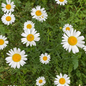 Meet your Posher, Lucy